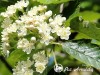 Šermukšnis švediškas (lot. Sorbus intermedia) -c5 Šermukšnis švediškas (lot. Sorbus intermedia) -c5
